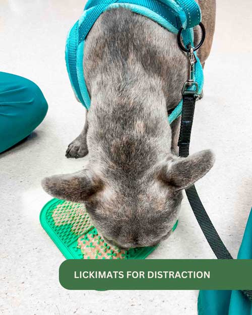 Frenchie licking mat