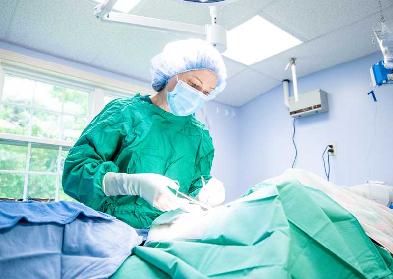 Carousel Slide 3: Veterinary surgery